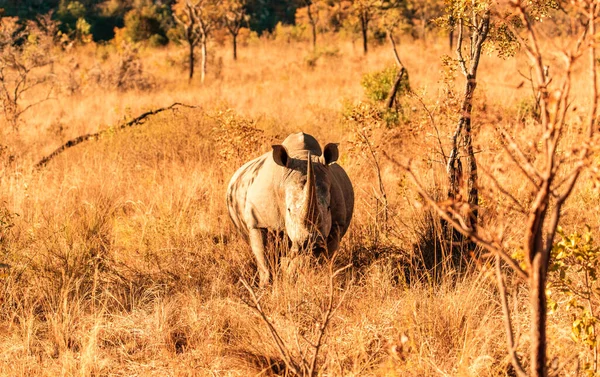 Rinoceronte Bianco Ceratotherium Simum Allo Stato Selvatico — Foto Stock