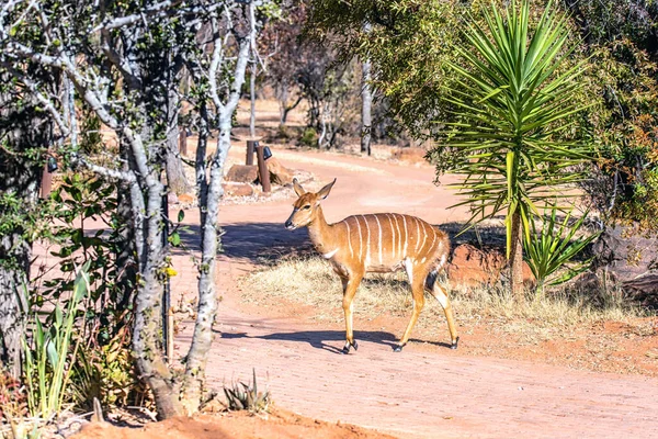 Antílopes Kudu Femeninos Jóvenes Parque Safari Sudáfrica —  Fotos de Stock