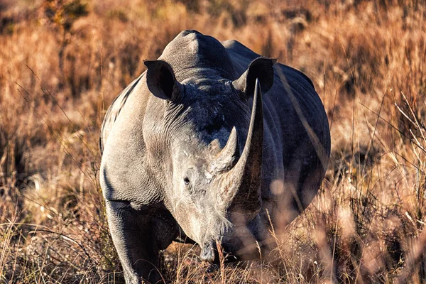 White Rhinoceros Ceratotherium Simum Wild — Stock Photo, Image