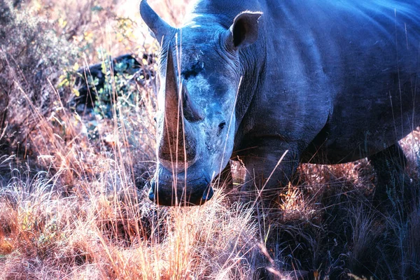 Rhinocéros Blanc Ceratotherium Simum Dans Nature — Photo