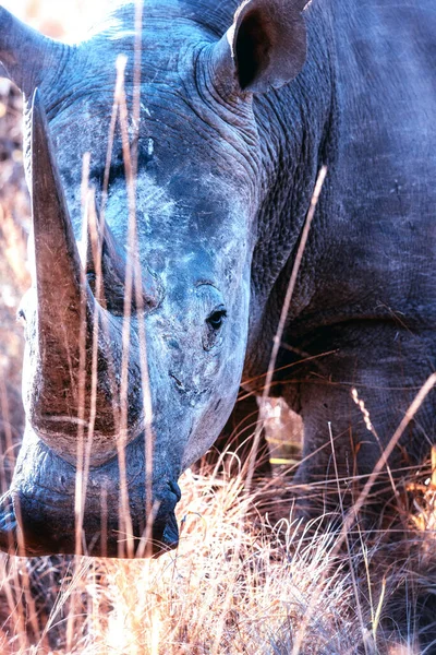 White Rhinoceros Ceratotherium Simum Wild — Stock Photo, Image