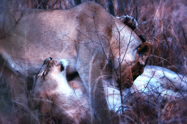 Close Lioness Bush Welgevonden Game Reserve Νότια Αφρική — Φωτογραφία Αρχείου