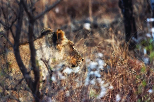 Close Lioness Bush Welgevonden Game Reserve Νότια Αφρική — Φωτογραφία Αρχείου