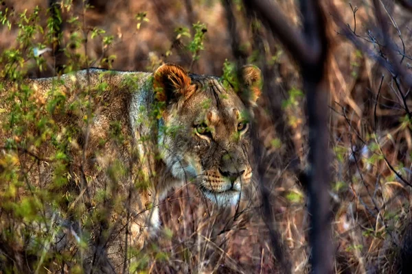 Nahaufnahme Einer Löwin Busch Welgevonden Wildreservat Südafrika — Stockfoto