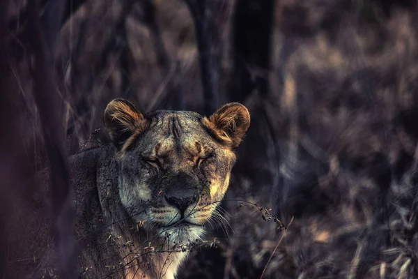 Close Lioness Bush Welgevonden Game Reserve South Africa — Stock Photo, Image