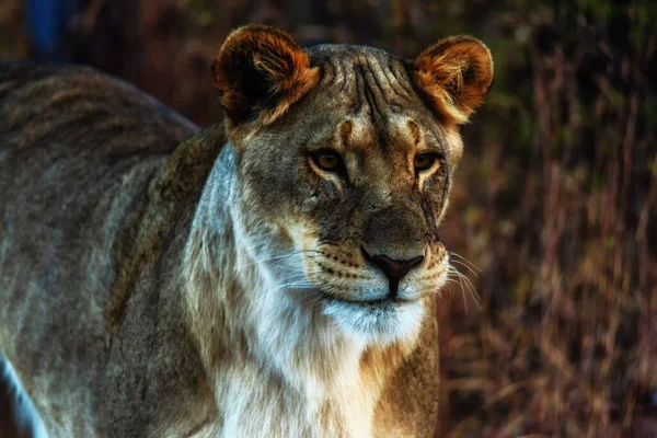 Close Van Een Leeuwin Bush Het Welgevonden Wildreservaat Zuid Afrika — Stockfoto