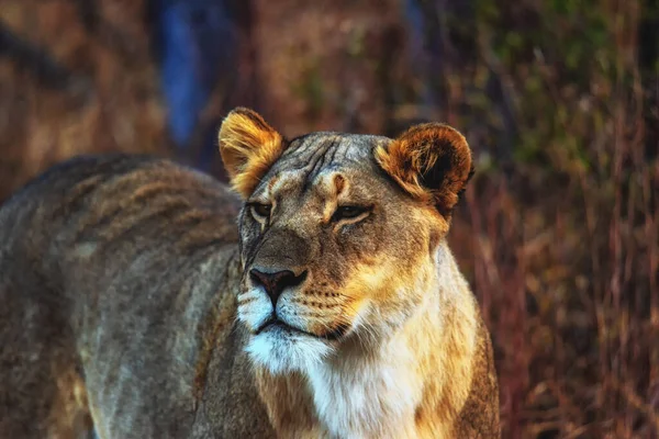 Nahaufnahme Einer Löwin Busch Welgevonden Wildreservat Südafrika — Stockfoto