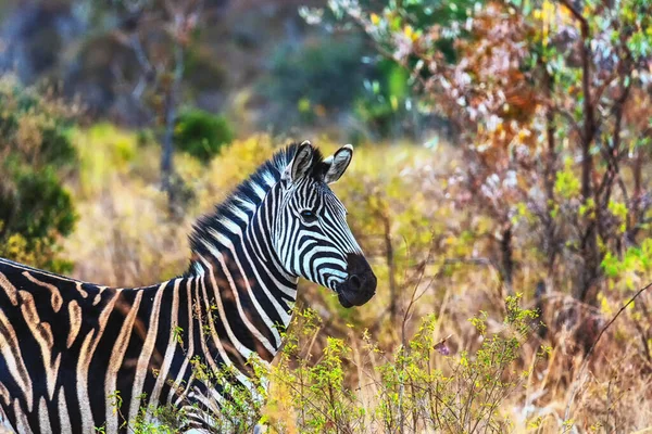 Olhar Poderoso Uma Zebra Masculina Savana Welgevonden Game Reserve África — Fotografia de Stock
