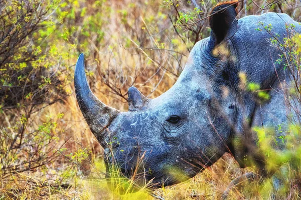 White Rhinoceros Ceratotherium Simum Welgevonden Game Reserve South Africa — Stock Photo, Image