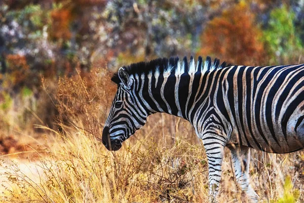 Olhar Poderoso Uma Zebra Masculina Savana Welgevonden Game Reserve África — Fotografia de Stock