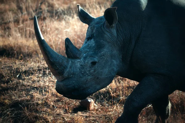 White Rhinoceros Ceratotherium Simum Welgevonden Game Reserve South Africa — Stock Photo, Image