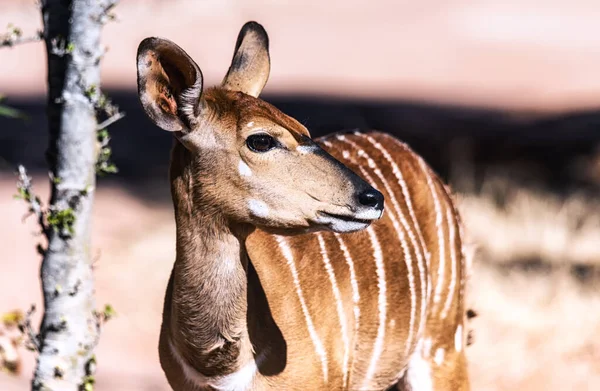 Young female kudu antelopes in safari park in South Africa.