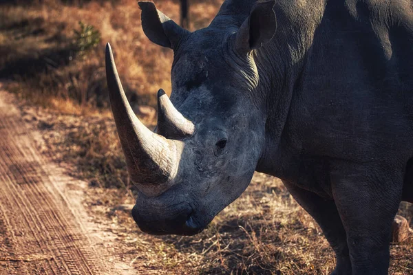 White Rhinoceros Ceratotherium Simum Welgevonden Game Reserve South Africa — Stock Photo, Image