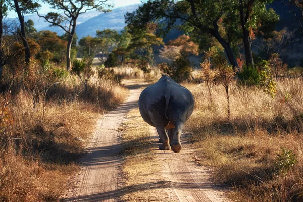 White Rhino Ceratotherium Simum Walking Away Camera Welgevonden Game Reserve — Stock Photo, Image