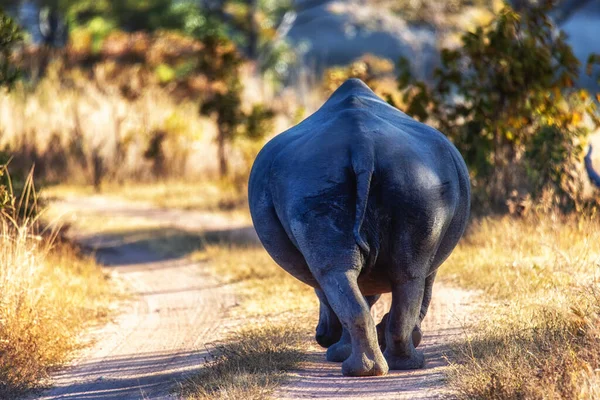 White Rhino Ceratotherium Simum Walking Away Camera Welgevonden Game Reserve — Stock Photo, Image