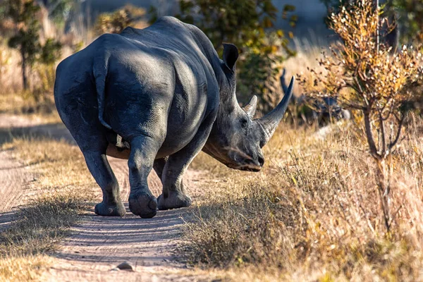 White Rhino Ceratotherium Simum Walking Away Camera Welgevonden Game Reserve — Stock Photo, Image