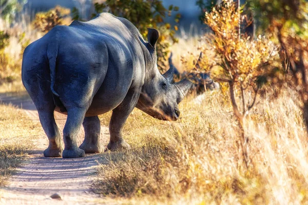 White Rhino Ceratotherium Simum Walking Away Camera Welgevonden Game Reserve — Stock Photo, Image