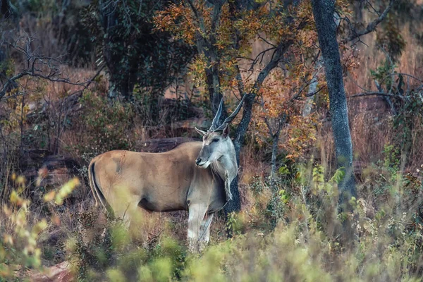 Eland Pie Césped Reserva Caza Welgevonden Sudáfrica —  Fotos de Stock