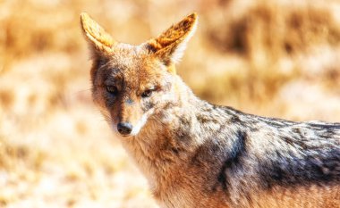 Siyah sırtlı çakal, Canis mesomelas, Welgevonden Game Reserve, Güney Afrika
