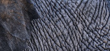 Arkaplan veya doku için fil derisi