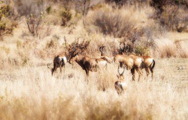 Red Hartebeest, Alcelaphus caama, Welgevonden Game Reserve, Güney Afrika