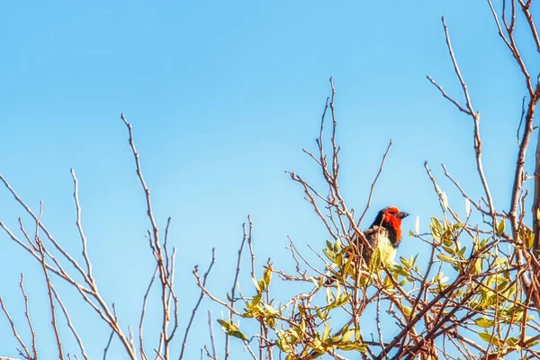 Rödhårig Vävare Specie Anaplectes Rubriceps Familj Ploceidae — Stockfoto