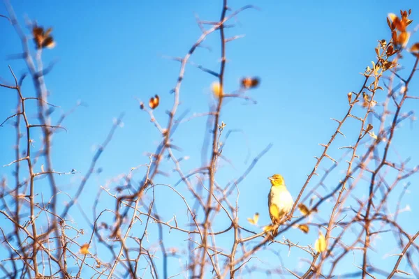 Gros Plan Cap Weaver Ploceus Capensis Assis Sur Une Branche — Photo