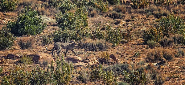 Jihoafrický Gepard Pohybuje Celé Welgevonden Game Reserve Jižní Africe — Stock fotografie