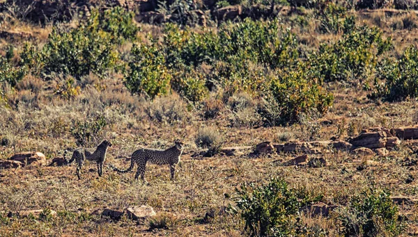 Ghepardo Sudafricano Estende Tutta Riserva Caccia Welgevonden Sudafrica — Foto Stock