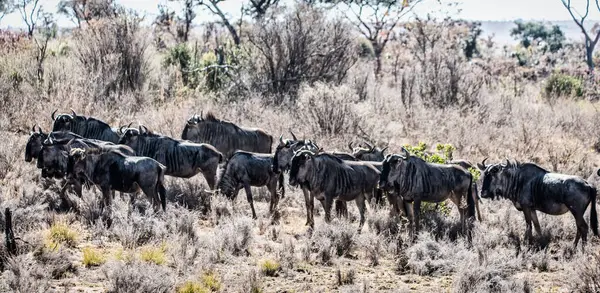 Blue Wildebeest Connochaetes Taurinus Plain Entabeni Game Reserve Welgevonden Waterberg — Stock Photo, Image