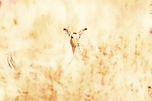 高草中的雌性Kudu 锥形链球菌 的高密照片 — 图库照片