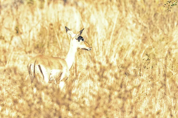 Foto Chave Alta Uma Fêmea Kudu Tragelaphus Strepsiceros Grama Alta — Fotografia de Stock