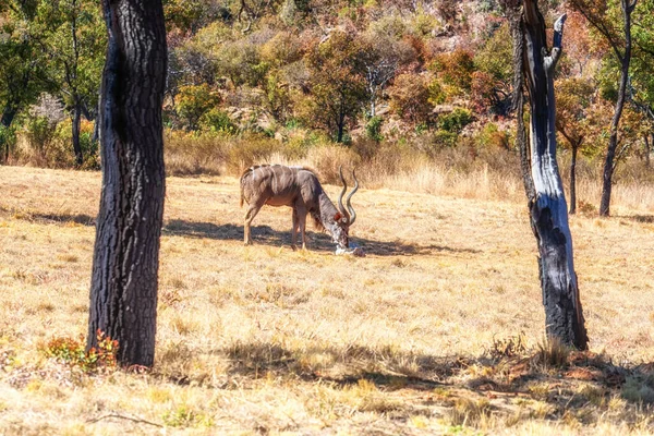 Masculino Kudu Antílope Comer — Fotografia de Stock