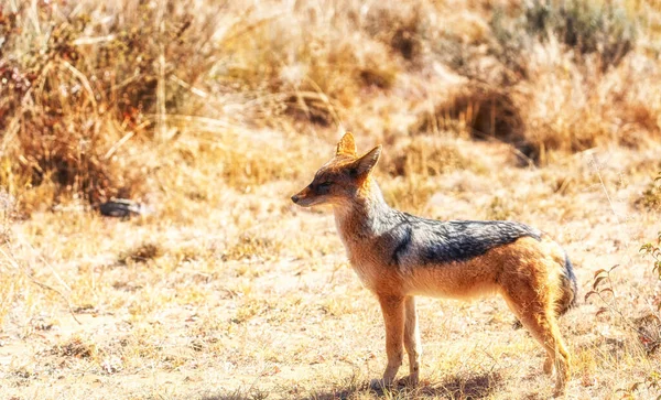 Sciacallo Dalla Schiena Nera Canis Mesomelas Welgevonden Game Reserve Sudafrica — Foto Stock