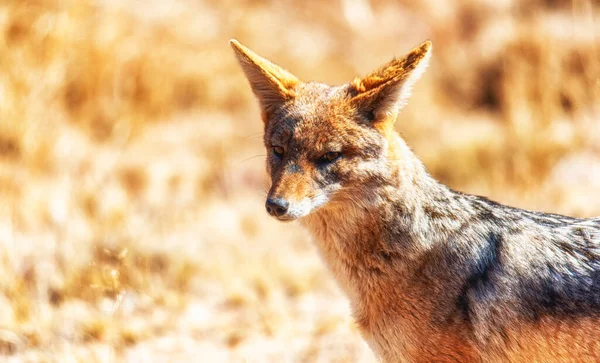 Šakal Černý Canis Mesomelas Welgevonden Game Reserve Jihoafrická Republika — Stock fotografie