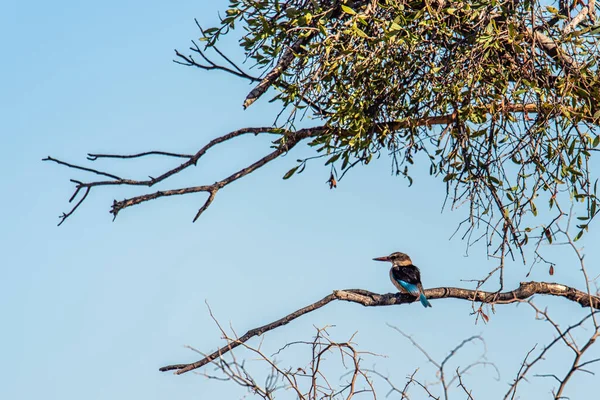 一只灰头翠鸟坐在树上 — 图库照片