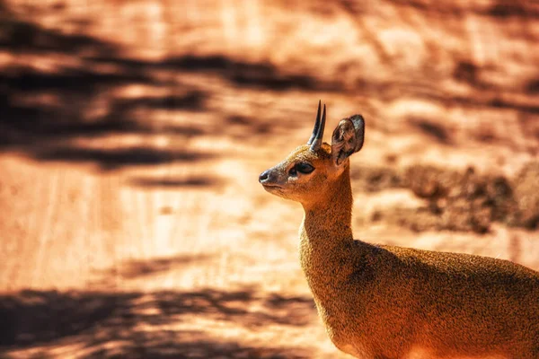 Steenbok Raphicerus Campestris 암컷이며 남아프리카 공화국 Welgevonden Private Game Reserve — 스톡 사진