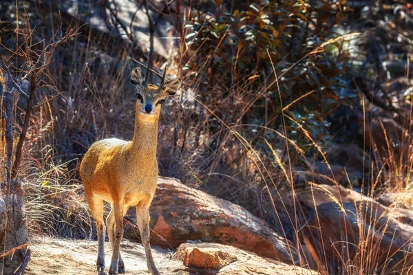 Steenbok Raphicerus Campestris Giovane Donna Welgevonden Private Game Reserve Sudafrica — Foto Stock