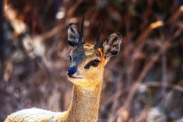 Steenbok Raphicerus Campestris Mladá Žena Welgevonden Private Game Reserve Jihoafrická — Stock fotografie