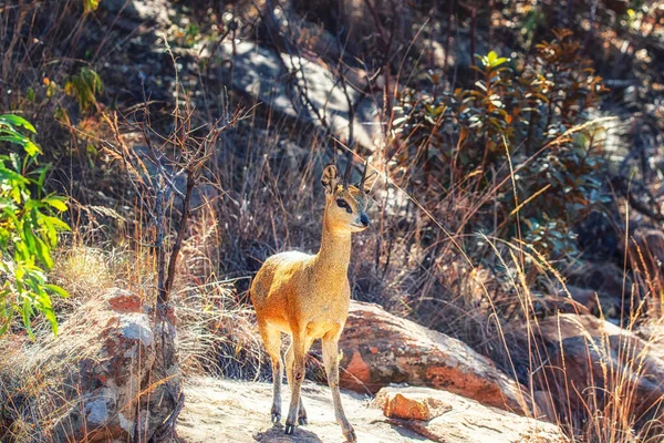 Steenbok Raphicerus Campestris 암컷이며 남아프리카 공화국 Welgevonden Private Game Reserve — 스톡 사진