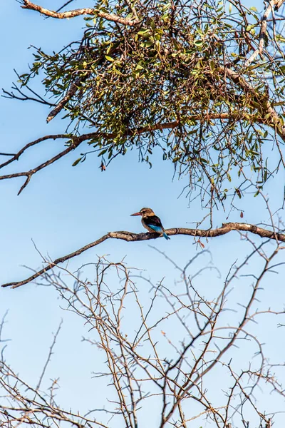 Ein Grauköpfiger Eisvogel Sitzt Einem Baum — Stockfoto