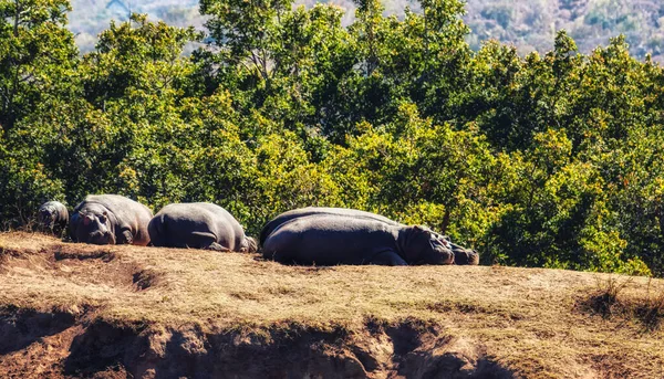 Family Hippos Hippopotamus Amphibius Resting Land Welgevonden Game Reserve South — Stock Photo, Image