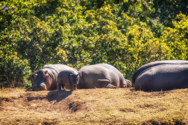 Οικογένεια Ιπποπόταμων Hippopotamus Amphibius Που Αναπαύεται Στην Ξηρά Στο Απόθεμα — Φωτογραφία Αρχείου