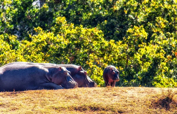Familia Hipopótamos Hippopotamus Amphibius Descansando Tierra Reserva Caza Welgevonden Sudáfrica — Foto de Stock