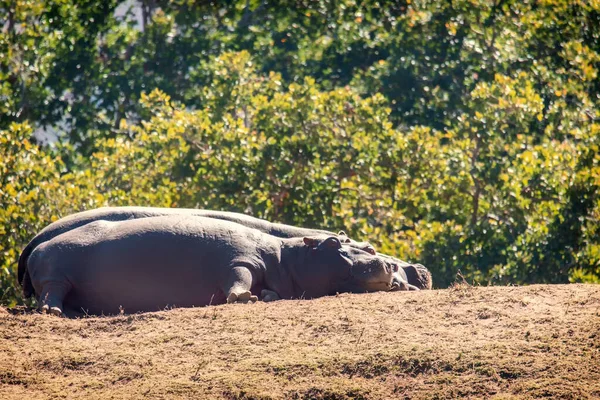 Family Hippos Hippopotamus Amphibius Resting Land Welgevonden Game Reserve South — Stock Photo, Image