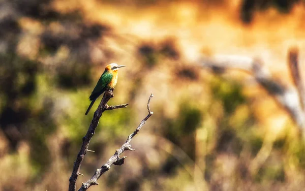 Kleiner Bienenfresser Sitzt Auf Einem Ast Welgevonden Wildreservat Südafrika — Stockfoto