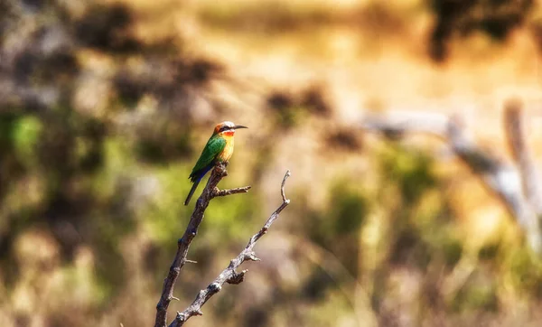 Pequeno Apicultor Sentado Uma Filial Reserva Caça Welgevonden África Sul — Fotografia de Stock