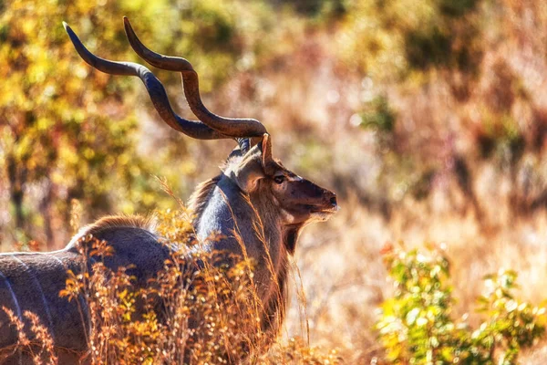 Maschio Kudu Cespuglio Presso Riserva Caccia Welgevonden Sud Africa — Foto Stock