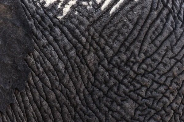 Peau Éléphant Pour Fond Texture — Photo