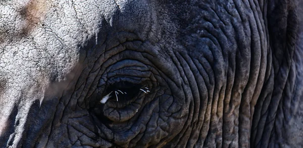 Belo Retrato Perto Rosto Elefante — Fotografia de Stock